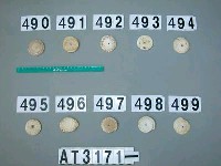 藏品(芋螺貝)的圖片